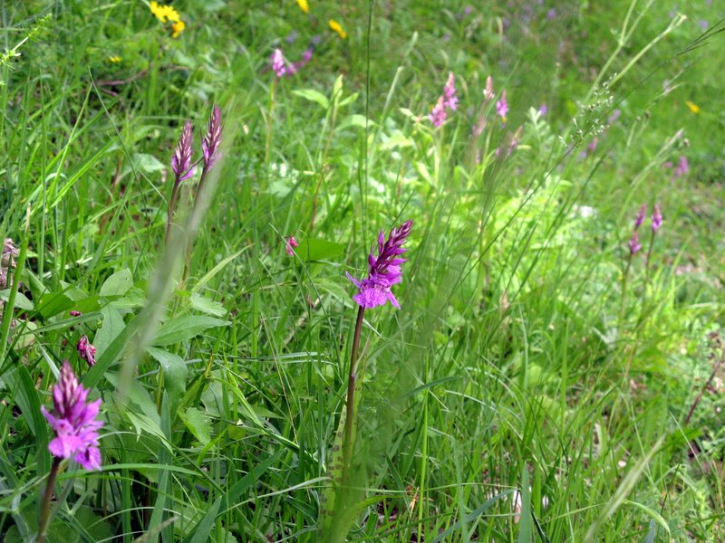 Dactyloriza maculata s.fuchsii