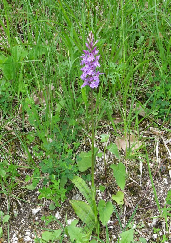 Dactyloriza maculata s.fuchsii