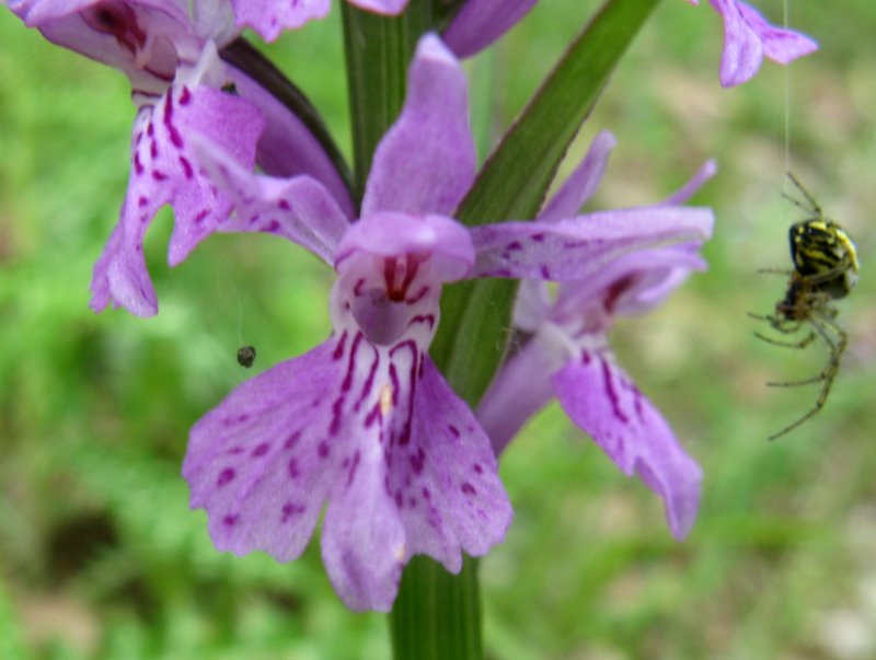 Dactylorhiza maculata subsp. saccifera / Orchidea saccifera