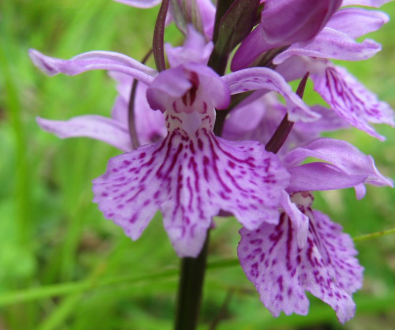 Dactylorhiza maculata subsp. saccifera / Orchidea saccifera