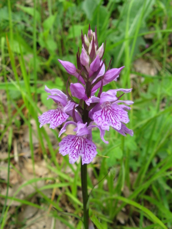 Dactylorhiza maculata subsp. saccifera / Orchidea saccifera