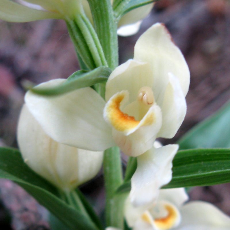 Cephalanthera damasonium / Cefalantera bianca