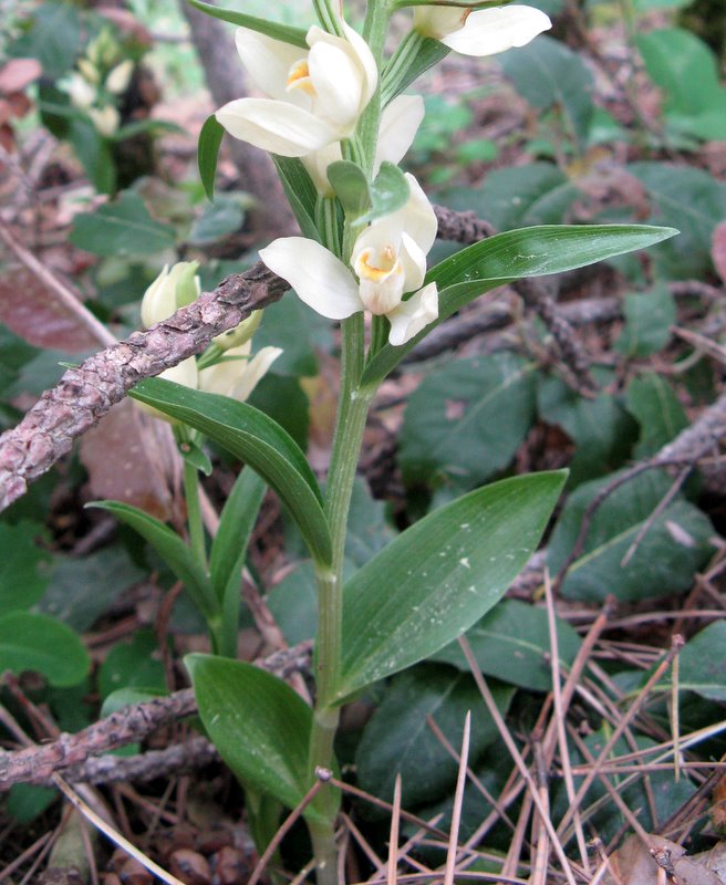 Cephalanthera damasonium / Cefalantera bianca