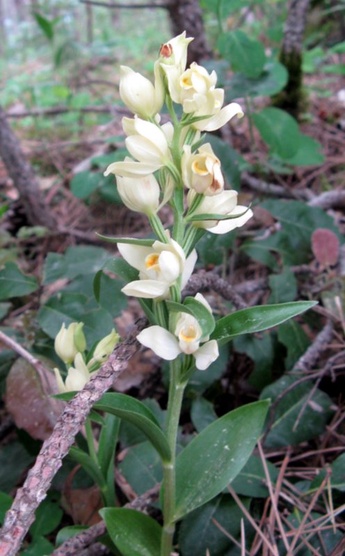 Cephalanthera damasonium / Cefalantera bianca