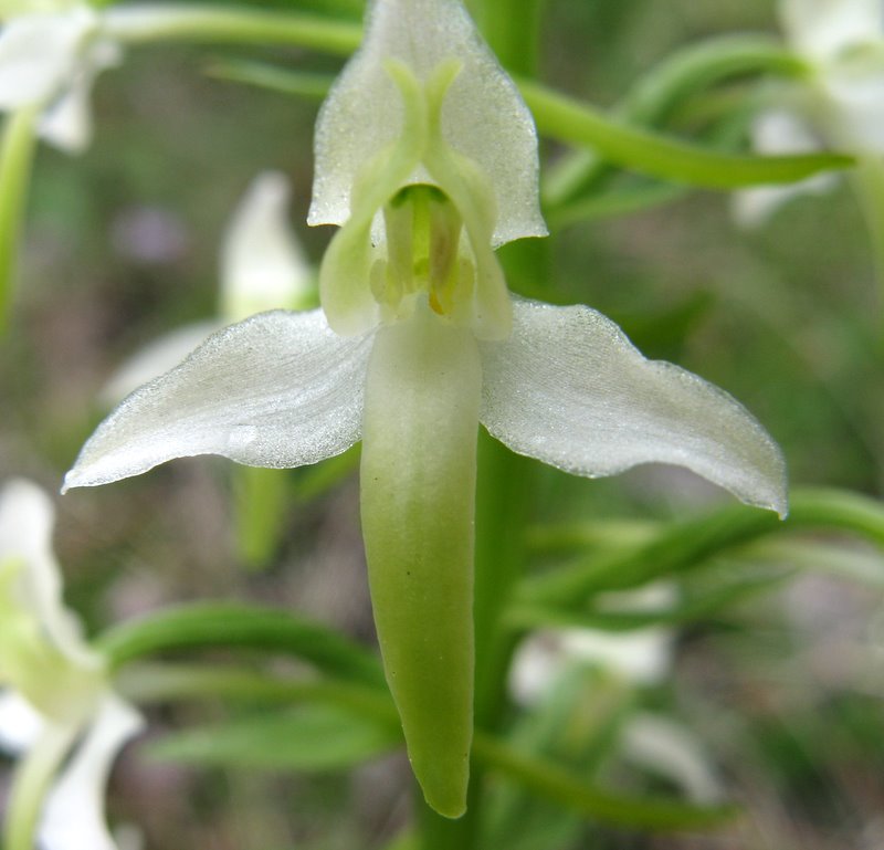 Platanthera bifolia