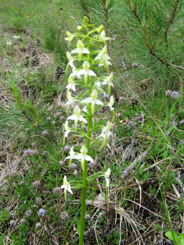 Platanthera bifolia