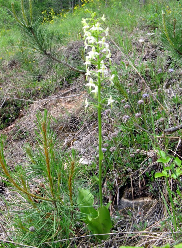 Platanthera bifolia