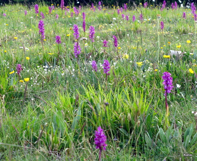 Orchis mascula subsp. speciosa