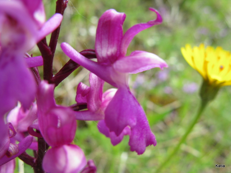 Orchis mascula subsp. speciosa