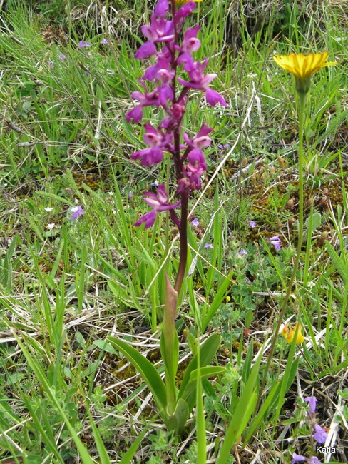 Orchis mascula subsp. speciosa