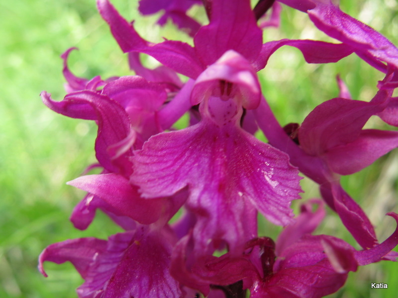 Orchis mascula subsp. speciosa