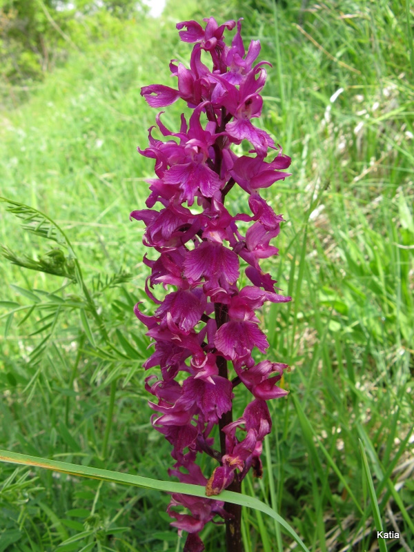 Orchis mascula subsp. speciosa