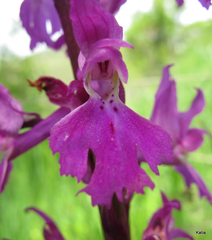 Orchis mascula subsp. speciosa