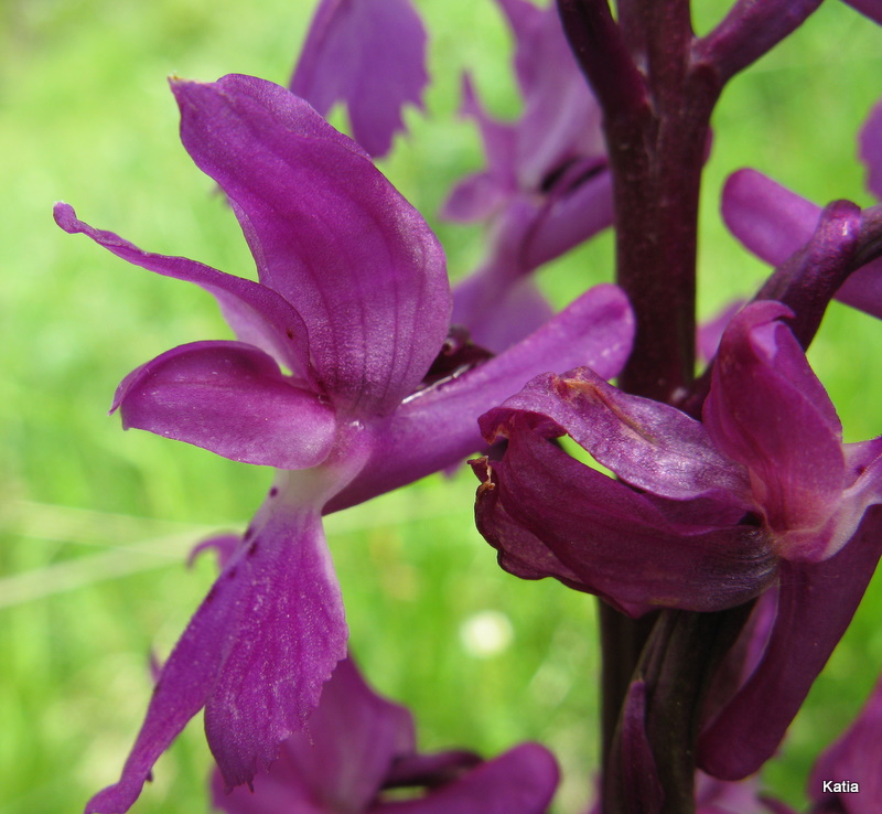 Orchis mascula subsp. speciosa