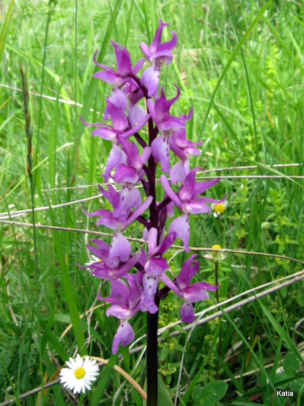 Orchis mascula subsp. speciosa