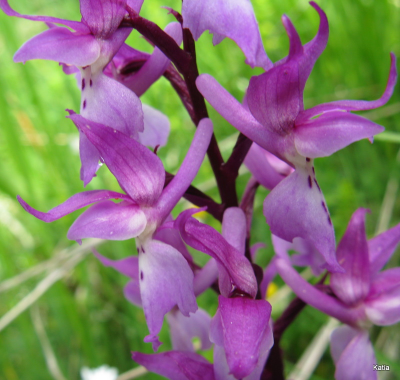 Orchis mascula subsp. speciosa