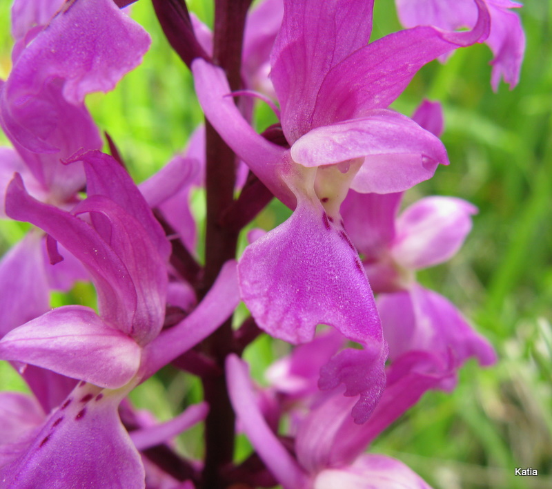 Orchis mascula subsp. speciosa