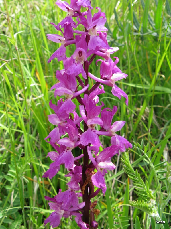 Orchis mascula subsp. speciosa