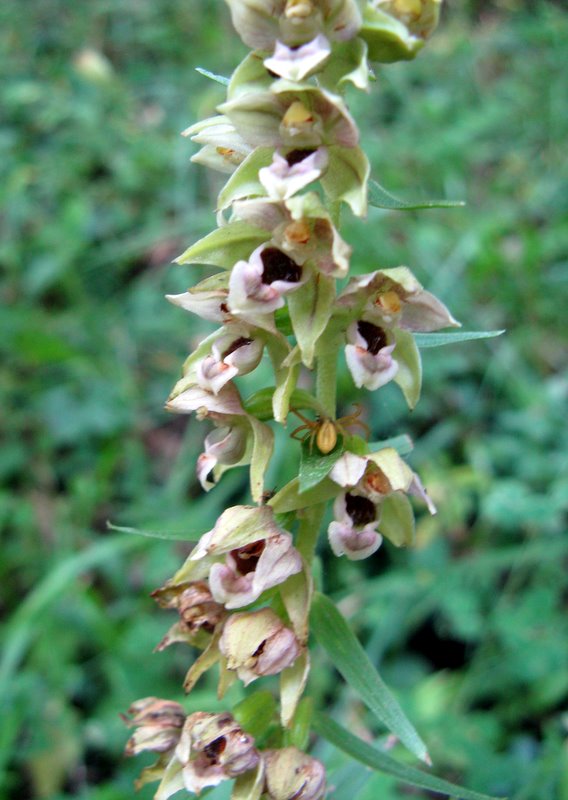 Epipactis helleborine