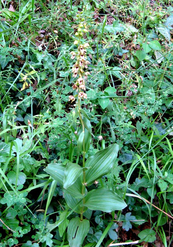 Epipactis helleborine