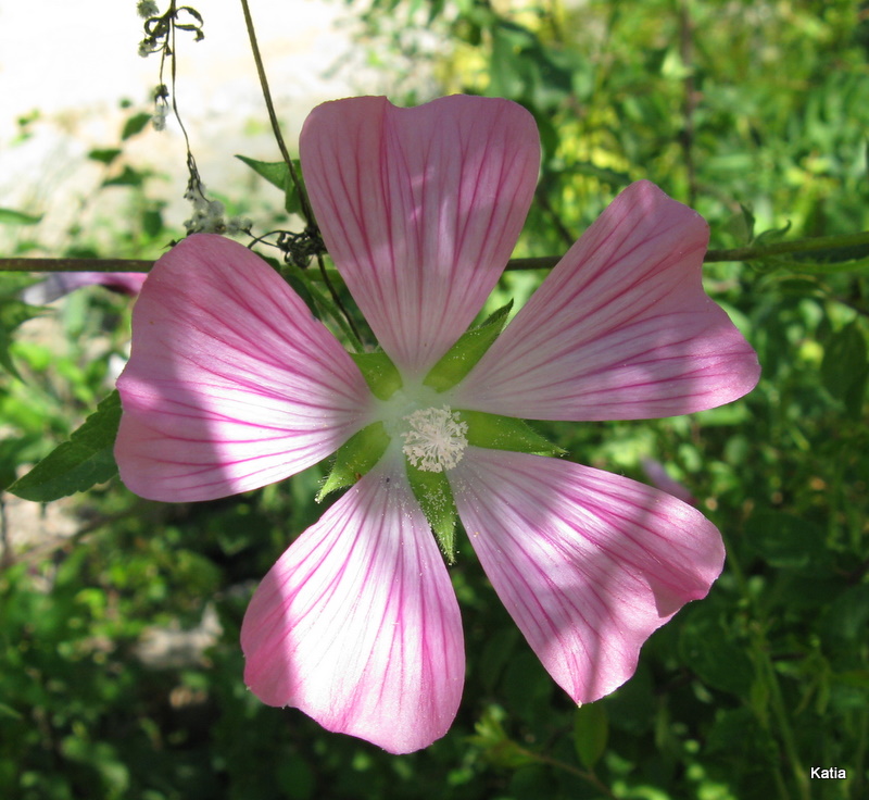 Malva punctata  (=Lavatera punctata)