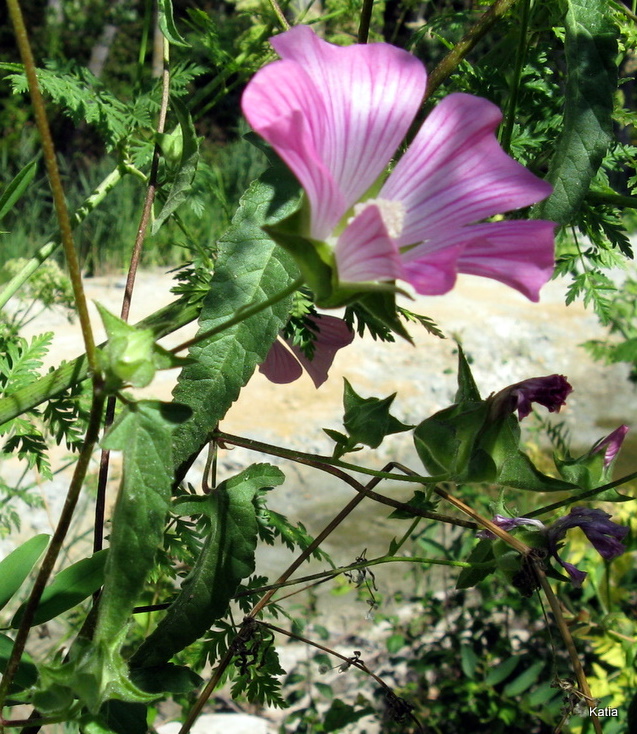 Malva punctata  (=Lavatera punctata)