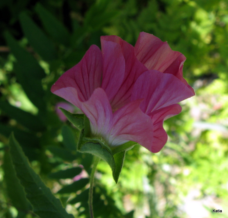 Malva punctata  (=Lavatera punctata)