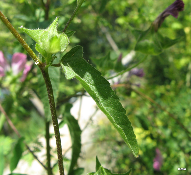 Malva punctata  (=Lavatera punctata)