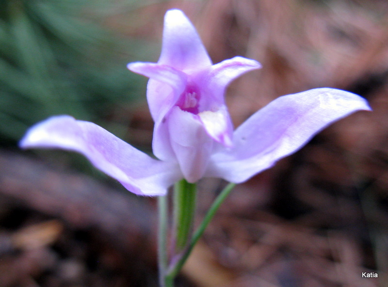 Cephalanthera rubra