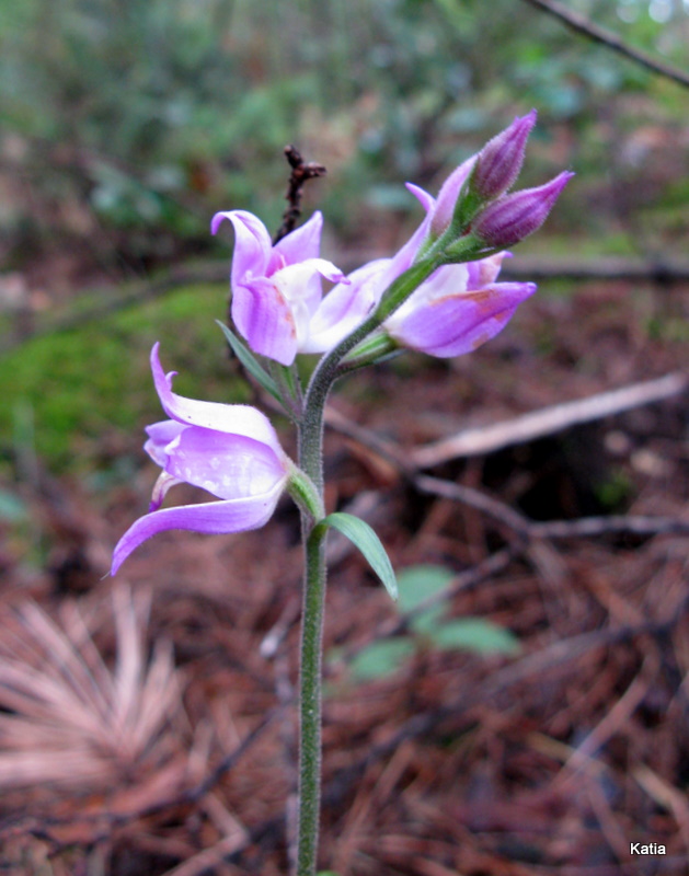 Cephalanthera rubra