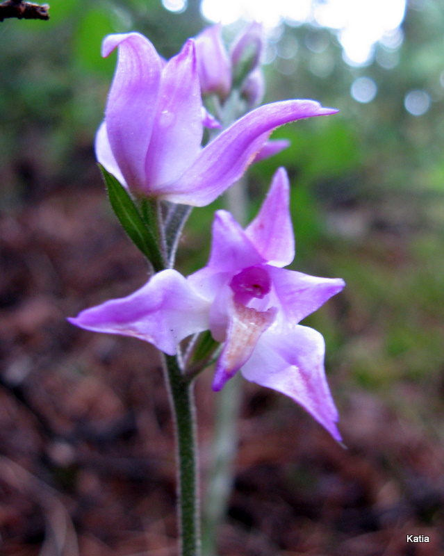 Cephalanthera rubra