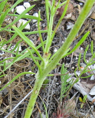 Centaurea rupestris / Fiordaliso giallo