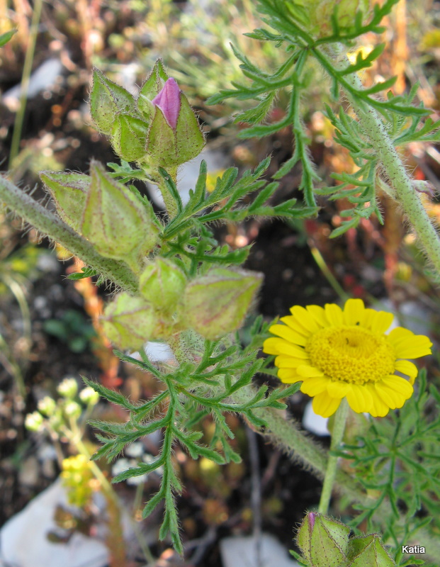 Malva moschata / Malva moscata