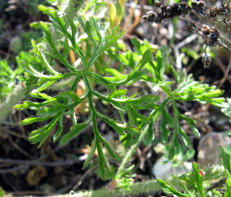 Malva moschata / Malva moscata