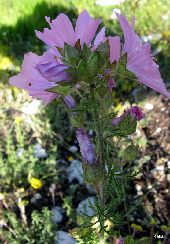 Malva moschata / Malva moscata