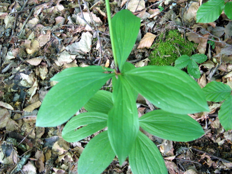 Lilium martagon