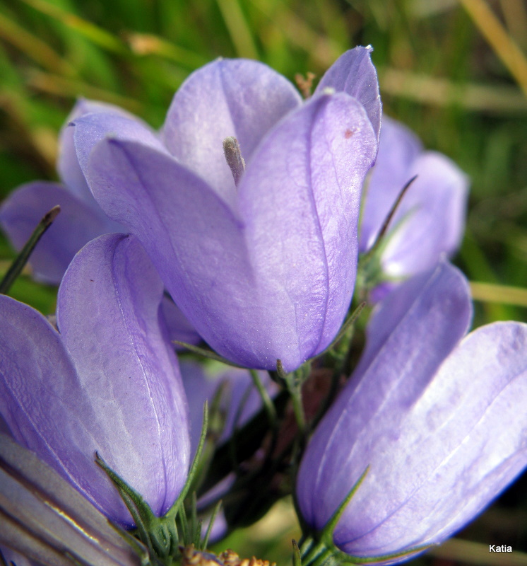 Campanula micrantha / Campanula degli appennini