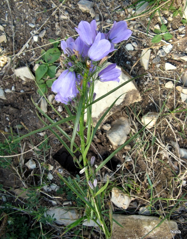 Campanula micrantha / Campanula degli appennini