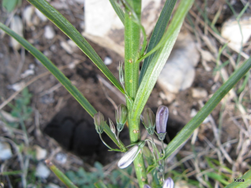 Campanula micrantha / Campanula degli appennini