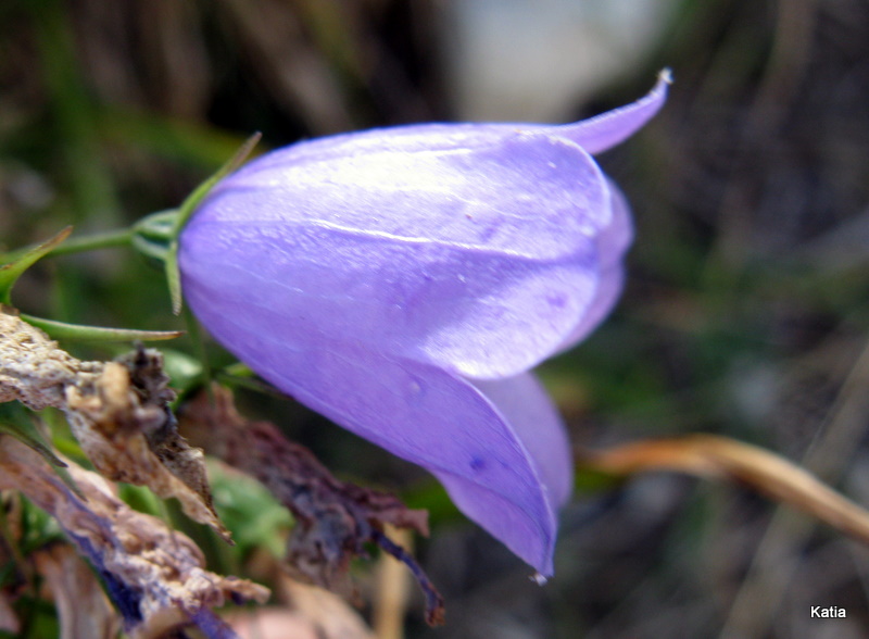 Campanula micrantha / Campanula degli appennini