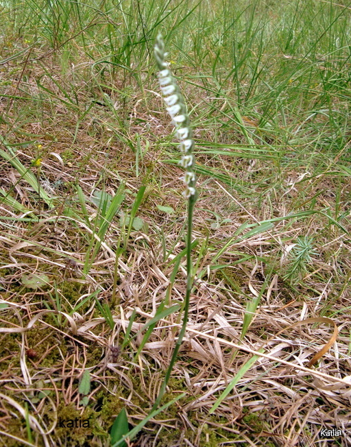 un''altra spiranthes spiralis