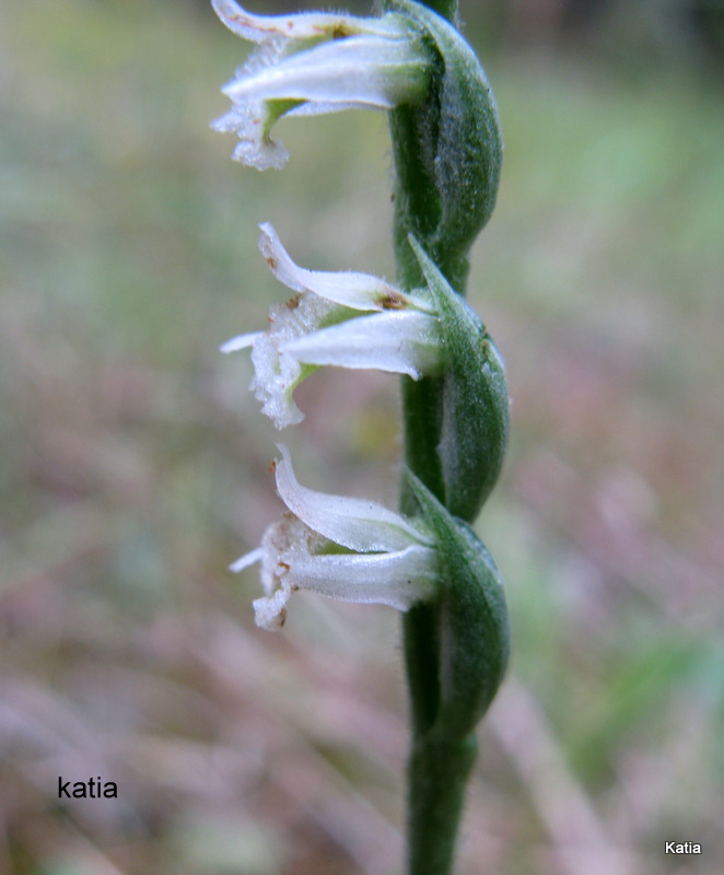 un''altra spiranthes spiralis