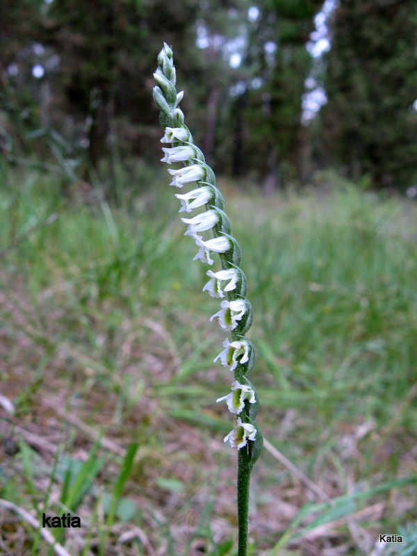 un''altra spiranthes spiralis