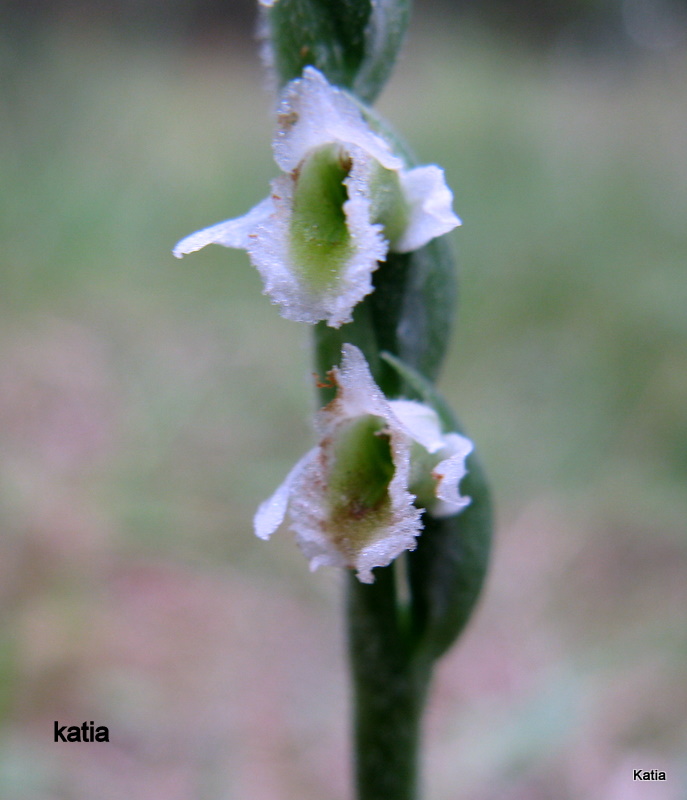 un''altra spiranthes spiralis