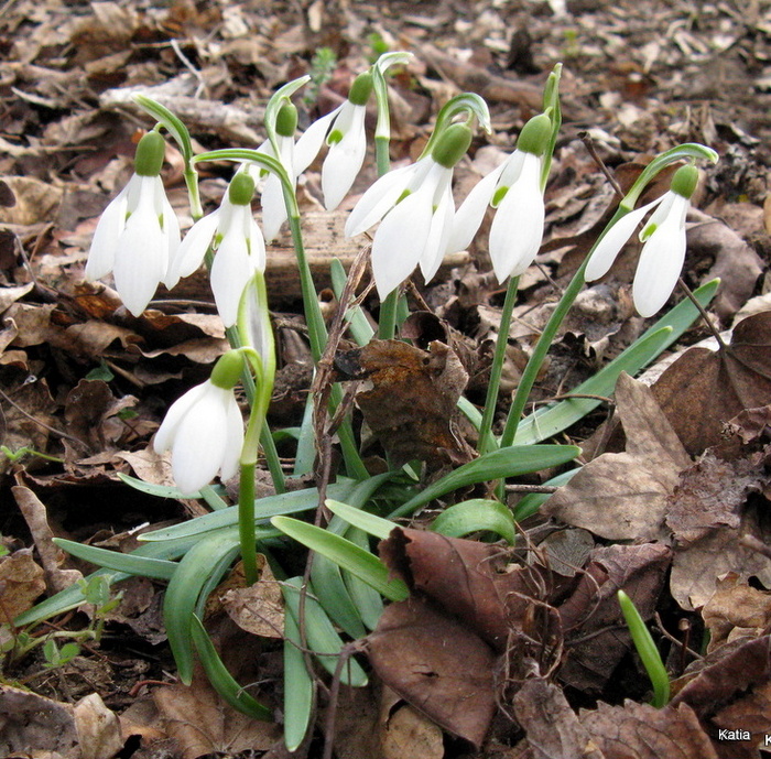 Galanthus nivalis L.