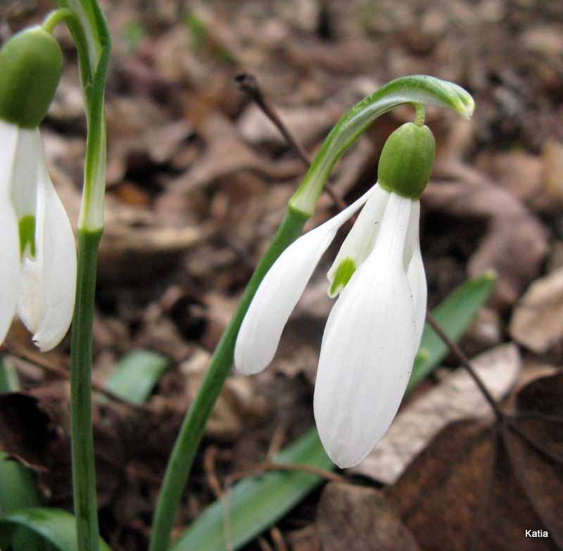 Galanthus nivalis L.