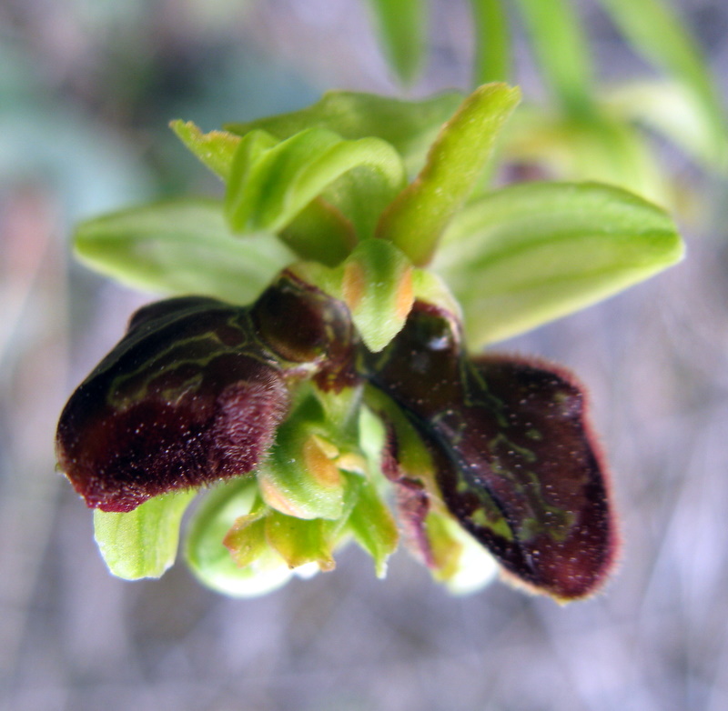 Lusus di O.sphegodes