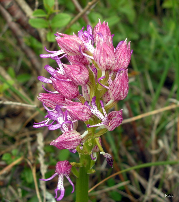 O xangusticruris