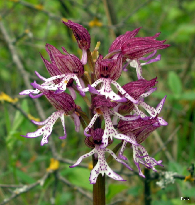 O xangusticruris