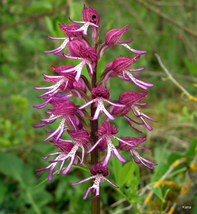 O xangusticruris